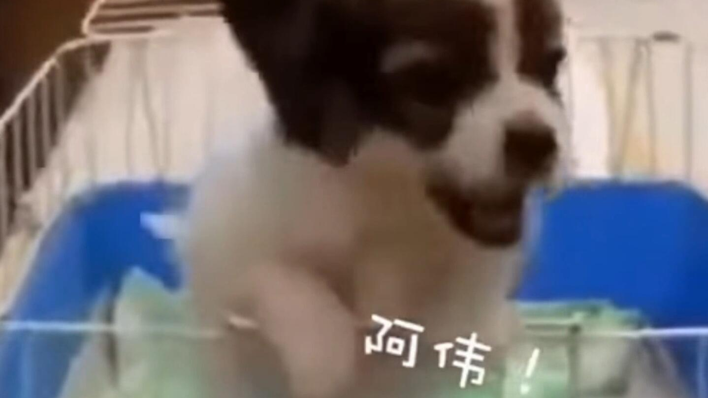 这狗子叫阿伟,叫出了电音的感觉~